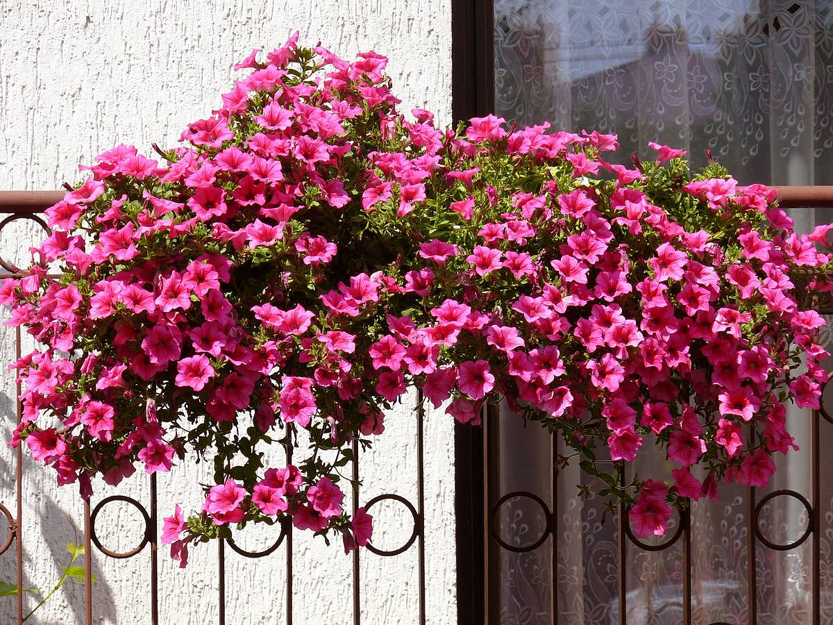 петуния "Розетта" F1 каскадная розовая